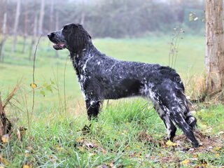 Foto 2 van een Münsterlander, Grote