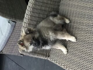 Foto 3 van een Keeshond, Middenslag
