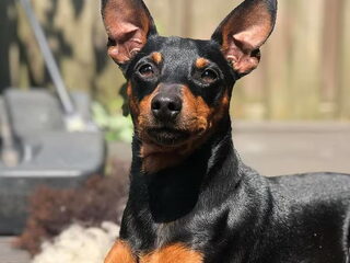 Foto 4 van een Dwergpinscher