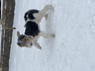 Foto 2 van een Foxterrier, draadhaar
