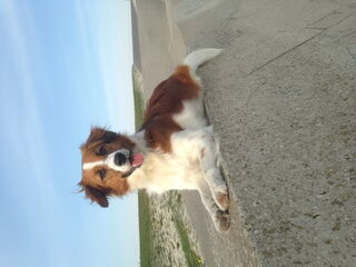 Foto 2 van een Kooikerhondje