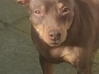 Foto 3 van een Dwergpinscher