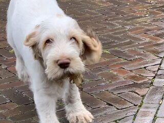 Foto 2 van een Spinone Italiano