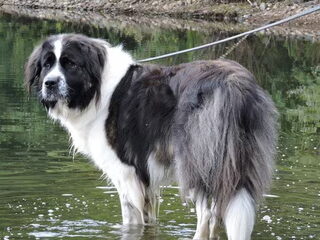 Foto 2 van een Mastin del Pirineo