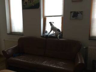 Foto 2 van een Parson Russell Terriër