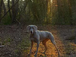 Foto 4 van een Weimaraner