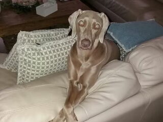 Foto 3 van een Weimaraner