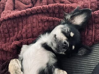 Foto 2 van een Chihuahua