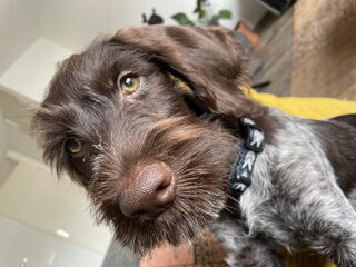 Foto 4 van een Duitse Staande Hond, Draadhaar