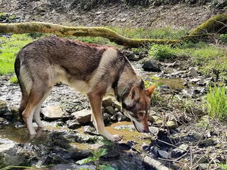 Foto 2 van een Saarlooswolfhond