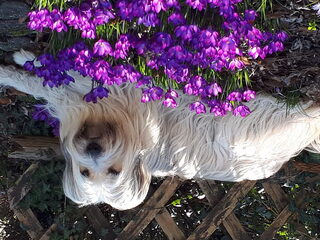Foto 2 van een Schafpudel