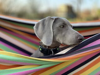 Foto 2 van een Weimaraner