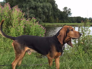 Foto 3 van een Chien Courant du Jura
