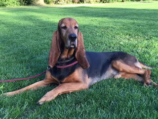 Foto 2 van een Chien Courant du Jura
