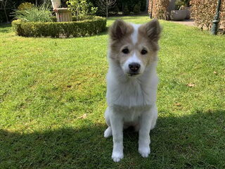 Foto 2 van een Thai Bankaew Dog