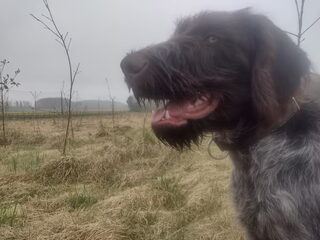 Foto 3 van een Duitse Staande Hond, Draadhaar