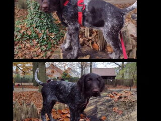 Foto 2 van een Duitse Staande Hond, Draadhaar
