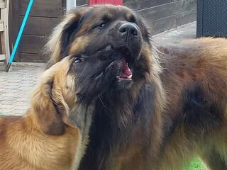 Foto 2 van een Leonberger