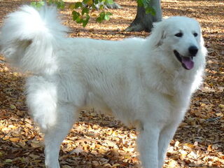 Foto 2 van een Kuvasz