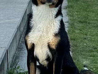 Foto 2 van een Appenzeller Sennenhond