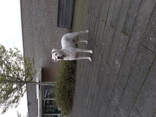 Foto 3 van een Dogo Argentino