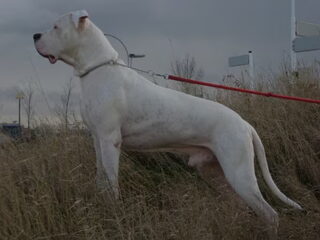 Foto 2 van een Dogo Argentino