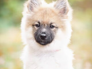 Foto 2 van een Keeshond, Middenslag