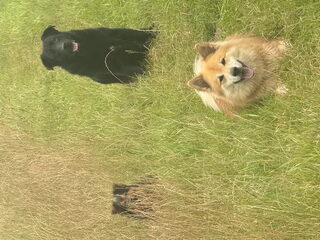 Foto 2 van een IJslandse Hond