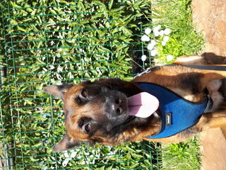 Foto 3 van een Belgische Herdershond, Mechelse