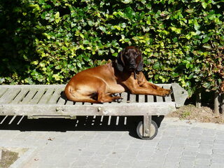 Foto 4 van een Bayerischer Gebirgsschweisshund