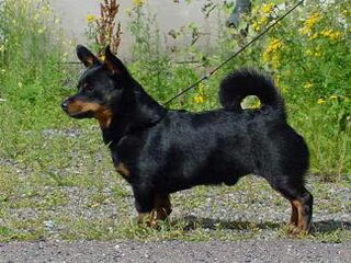 Foto 4 van een Lancashire Heeler