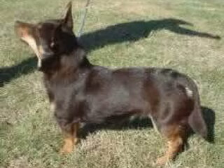 Foto 3 van een Lancashire Heeler