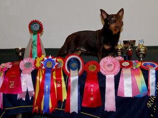 Foto 2 van een Lancashire Heeler