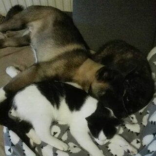 Foto 3 bij Introduceren (band verbeteren) hond(en) en kat(en)