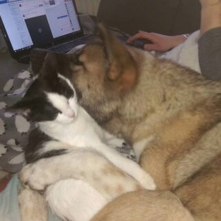 Foto 4 bij Introduceren (band verbeteren) hond(en) en kat(en)