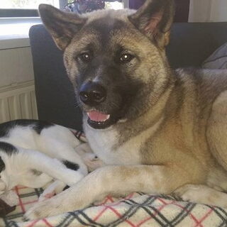 Foto 5 bij Introduceren (band verbeteren) hond(en) en kat(en)