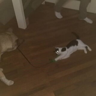 Foto 6 bij Introduceren (band verbeteren) hond(en) en kat(en)