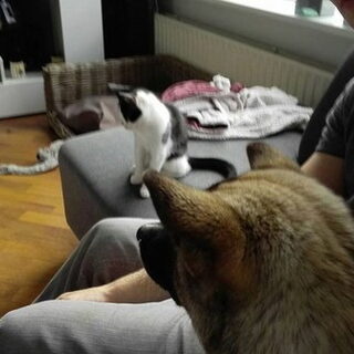 Foto 7 bij Introduceren (band verbeteren) hond(en) en kat(en)