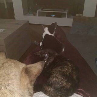 Foto 9 bij Introduceren (band verbeteren) hond(en) en kat(en)
