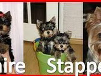 Foto van York-Shire Stappertjes