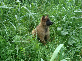 Foto van Du Fauve Beaute