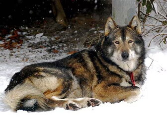 Foto van Arctic legend
