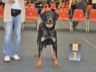 Foto van Beaucerons du Soleil au Paradis