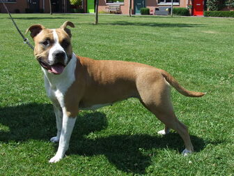 Foto van Roco's Amstaff