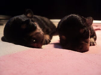 Foto van Amor del Perro