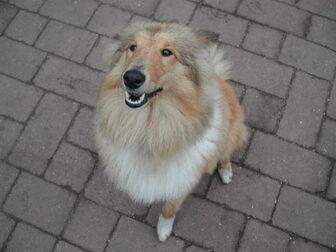 Foto van Schotse-collie