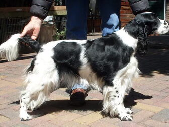 Foto van Engelsespringerspaniel huis Ruud Woning
