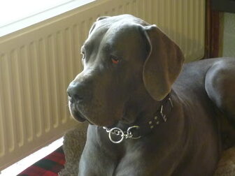 Foto van Duitse doggen van Apenstad