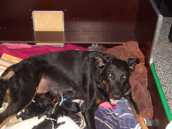 Foto van Admirable chien