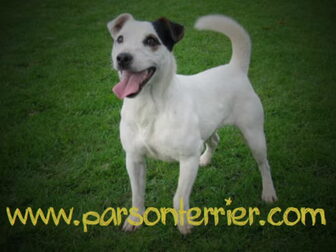 Foto van Parson Russell Terriers Sergeyssels